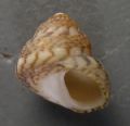 Gibbula racketi